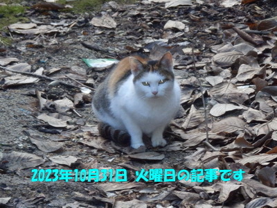231031a.jpg