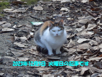 231205a.jpg